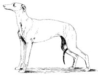 DOG22.BMP