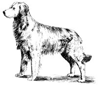 DOG20.BMP