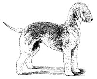 DOG18.BMP