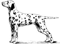 DOG14.BMP