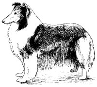 DOG12.BMP