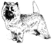 DOG08.BMP