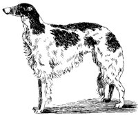 DOG06.BMP