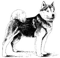 DOG04.BMP