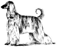 DOG02.BMP
