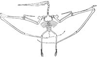 DINOS906.BMP
