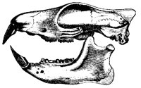 DINOS904.BMP