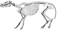 DINOS903.BMP