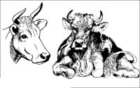 DIEREN24.BMP
