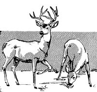 DEER_7N6.BMP