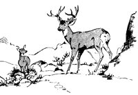 DEER_7N4.BMP