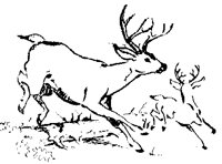 DEER_7N3.BMP