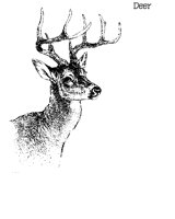 DEER_01.BMP