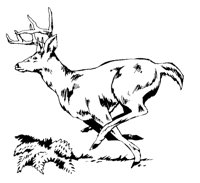 DEER04.BMP