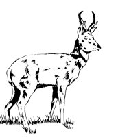 DEER03.BMP