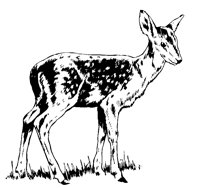 DEER02.BMP