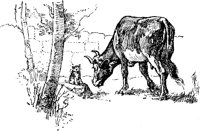 COW_AH5.BMP