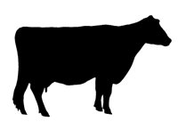 COW9.BMP