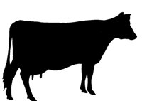 COW8.BMP