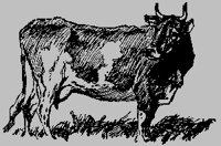 COW1P2.BMP