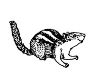 CHIPMONK.BMP
