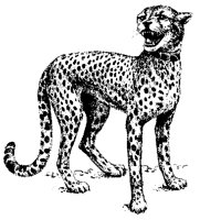 CHEETAH1.BMP