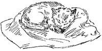 CAT_AU8.BMP