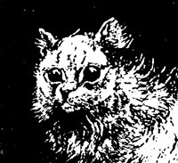 CAT_3O3.BMP