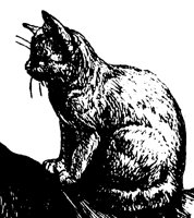 CAT_3O1.BMP