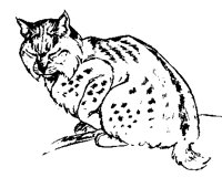 CATS0029.BMP
