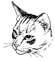 CATS0026.BMP