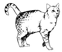 CATS0016.BMP
