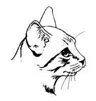 CATS0007.BMP