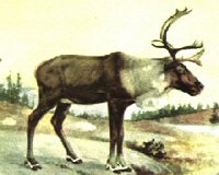 CARIBOU.BMP