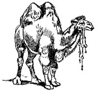 CAMELCY5.BMP