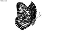 BUTRFLY5.BMP