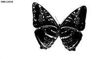 BUTRFLY3.BMP