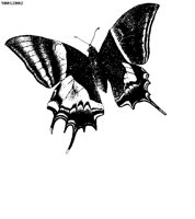 BUTRFLY1.BMP