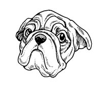 BULLDOG.BMP