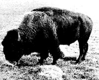 BUFFALO.BMP