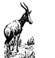 BONTBUCK.BMP