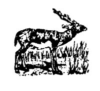 BLCKBUCK.BMP