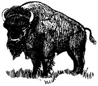 BISONCY4.BMP
