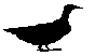 BIRD4.BMP