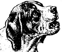 BARK_406.BMP