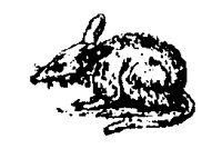 BANDICOT.BMP