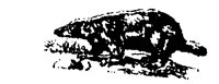 BADGER.BMP