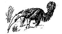 ANTEATER.BMP