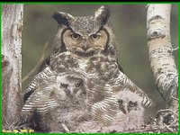 WILD07_I.GIF