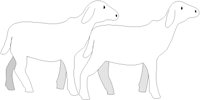 SHEEP.BMP